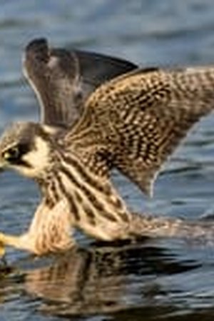 Wild Isles Season 1 Episode 4 - Poster