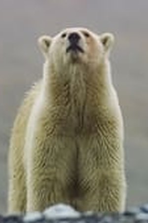 Frozen Planet II Season 1 Episode 6 - Poster