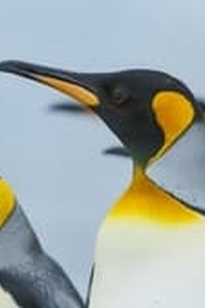 Frozen Planet II Season 1 Episode 4 - Poster