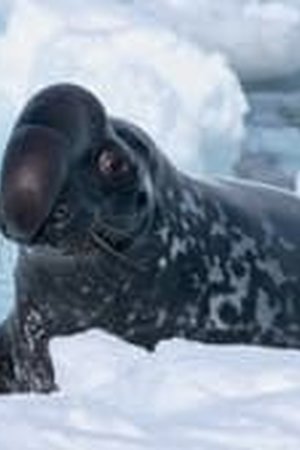 Frozen Planet II Season 1 Episode 1 - Poster