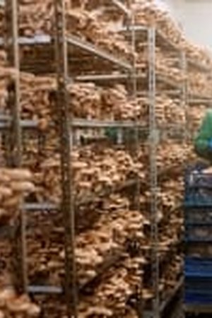 You Are What You Eat: A Twin Experiment Season 1 Episode 4 End - Poster