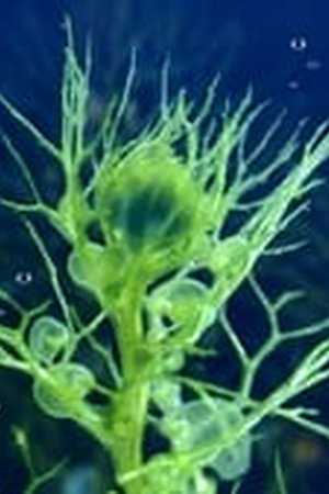 The Green Planet Season 1 Episode 2 - Poster