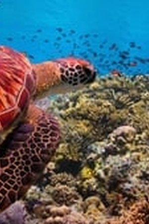 Our Planet Season 1 Episode 4 - Poster